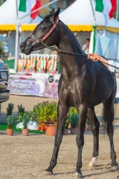 Arabian horses Stock Photos