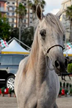 Arabian horses Stock Photos