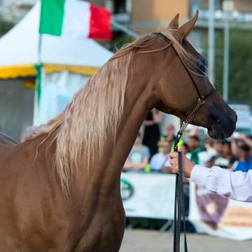 Arabian horses Stock Photos