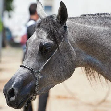 Arabian horses Stock Photos