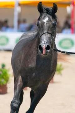 Arabian horses Stock Photos