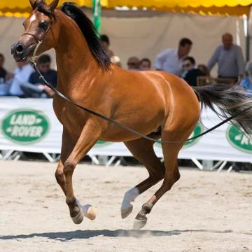 Arabian horses Stock Photos