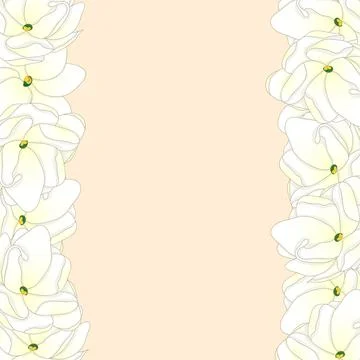 Arabian Jasmine Border Stock Illustration