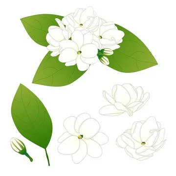 Arabian Jasmine Stock Illustration