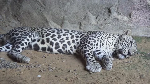 Arabian Leopard (Panthera pardus nimr) sleeping close up Stock Footage 164115580