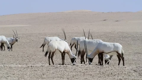 Arabian Oryx in the desert Video stock 197371111
