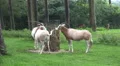 Arabian oryx eating hay in tourism animal park HD Footage