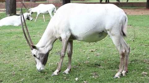 Arabian Oryx Stock Footage 48633518