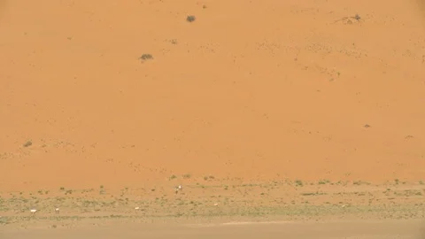 Arabian Oryx Stock Footage 112775477