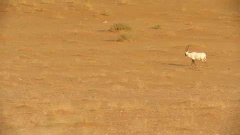 Arabian Oryx Stock Footage 112775573