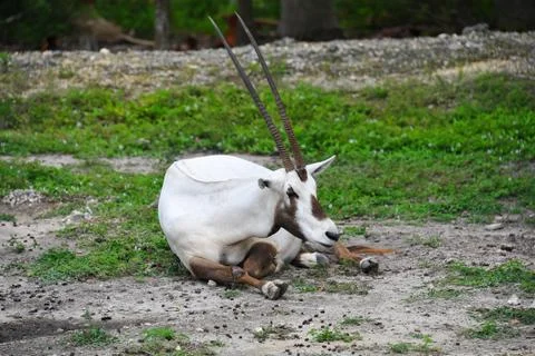 Arabian Oryx Stockfoto's
