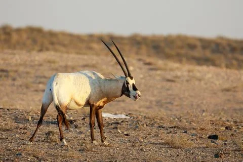 Arabian Oryx Stock Photos