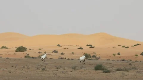 Arabian oryxes running in the desert. Stock Footage 229371437