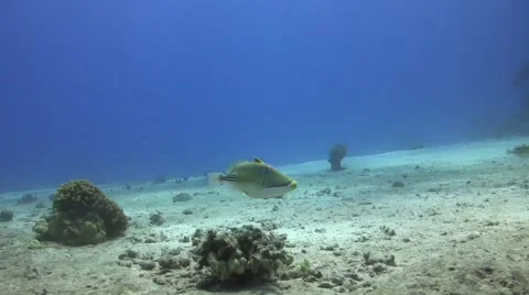 Arabian picasso triggerfish Video stock 52933084
