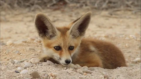 Arabian red Fox at the desert Stock-Footage 101077565