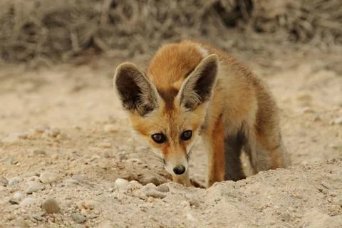Arabian red Fox getting out of his Burrow Stock Photos