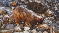 arabian tahr