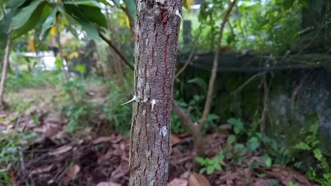 Arabic bidara tree trunk texture 스톡 동영상 160509317