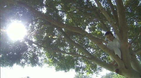 An Arabic boy playing on top of a tree. Stock Footage 46865478