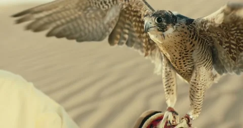 Arabic Falcon 스톡 동영상 185357791