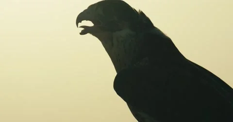 Arabic Falcon 스톡 동영상 185359222