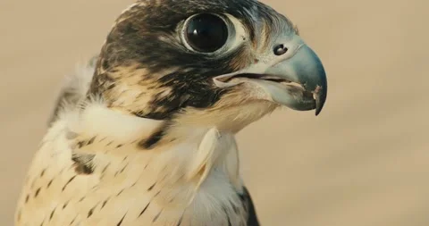 Arabic Falcon 스톡 동영상 185359242