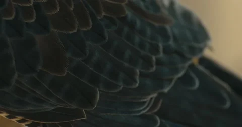 Arabic Falcon 스톡 동영상 185359574