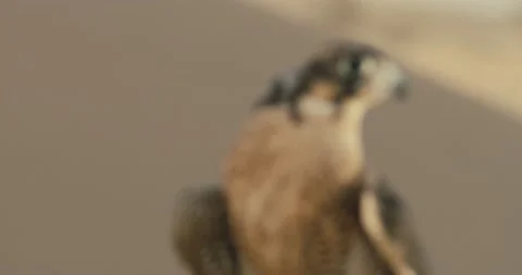Arabic Falcon 스톡 동영상 185359828