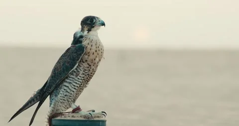 Arabic Falcon 스톡 동영상 185567526