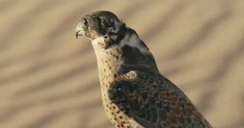Arabic Falcon 스톡 동영상 185568551