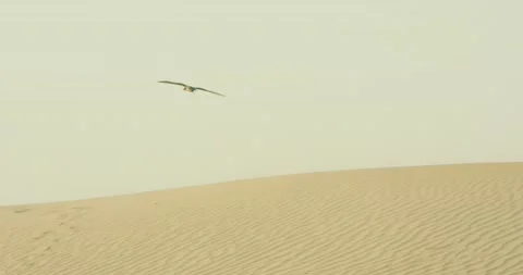 Arabic Falcon 스톡 동영상 185571312