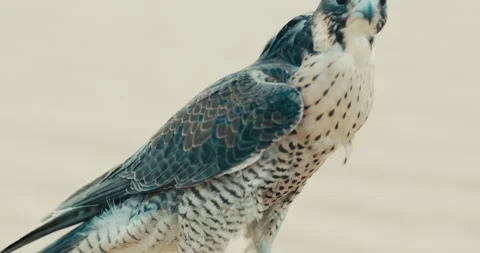 Arabic Falcon 스톡 동영상 186468675