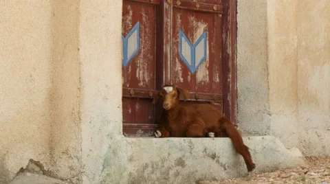 Arabic goat relaxing in the shadow 4K UHD Stock Footage 50794808