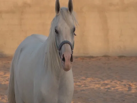 Arabic horse Stock Footage 112776501