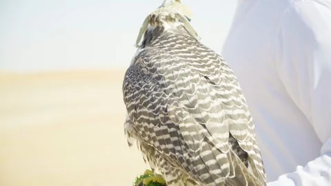 An arabic man carries a falcon Video stock 107047357