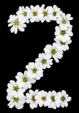 Arabic numeral 2, two, from white flowers of Cerastium tomentosum, isolated o Foto stock