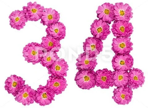 Arabic numeral 34, thirty four, from flowers of chrysanthemum, isolated on wh Stock Photos