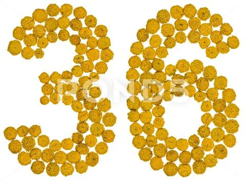 Arabic numeral 36, thirty six, from yellow flowers of tansy, isolated on whit Stock Photos