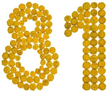 Arabic numeral 81, eighty one, from yellow flowers of tansy, isolated on whit Stock Photos