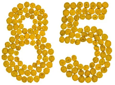 Arabic numeral 85, eighty five, from yellow flowers of tansy, isolated on whi Stock Photos