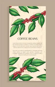 Arabic Plant, Coffee Beans, Java Plant Vector Stock Illustration