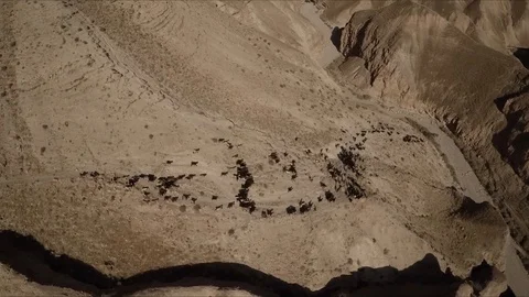 Arabic shepherd take his sheeps in a desert Stock Footage 93725121