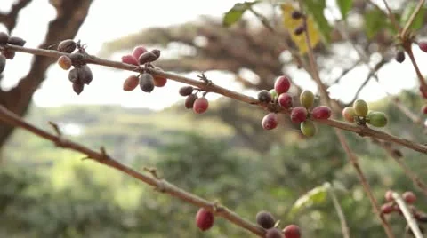 Arabica coffee beans on coffee tree in Ethiopia Africa Stock Footage 22149618