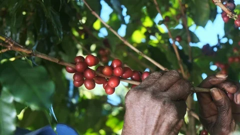 Arabica coffee being picked manually by woman agriculturist hands. Brazilian  Video stock 112364255