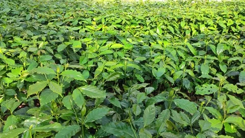 Arabica coffee seedlings inside a nursery. Stock Footage 341842307
