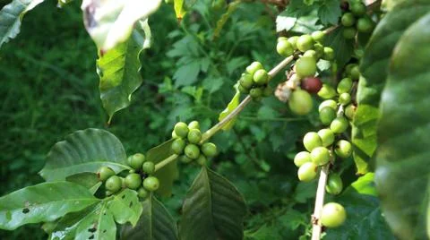 Arabica Coffee Tree Stock Photos