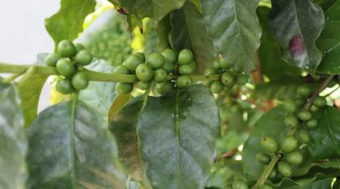Arabica Coffee Tree Stock Photos