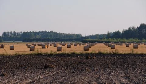 Arable field in foreground baled straw landscape in summer, Podlaskie Voivode Stock Photos
