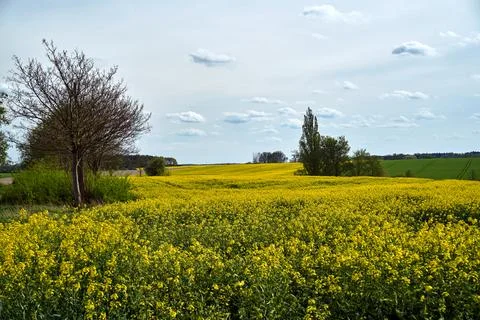 Arable fields with blooming rapeseed in spring Stock Photos