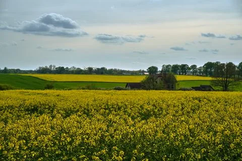 Arable fields with blooming rapeseed in spring Stock Photos